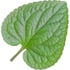 Egyptian violet leaf